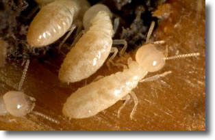 Les termites - Isoptera